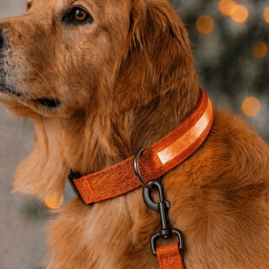 Rechargeable LED Safety Dog Collar